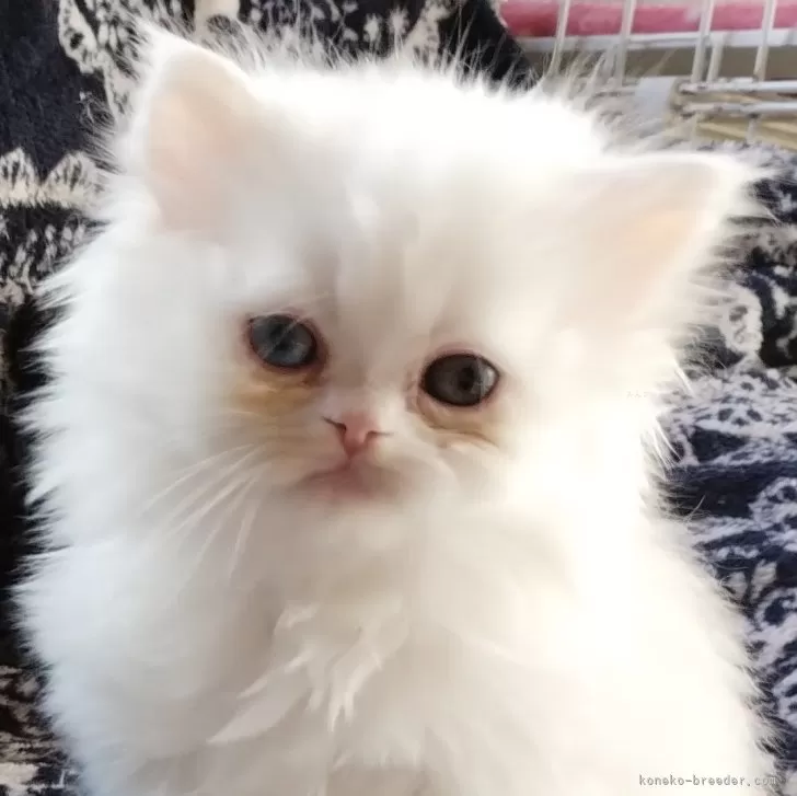 ID:2411-02306の子猫