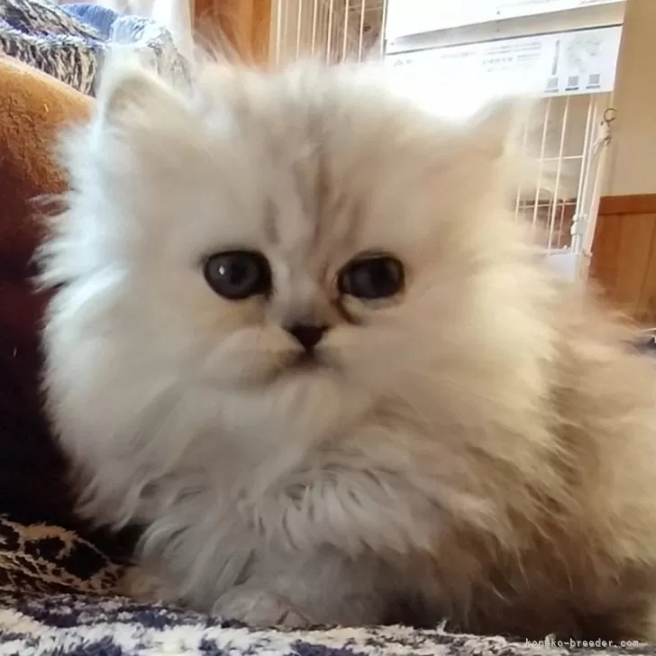ID:2412-00489の子猫