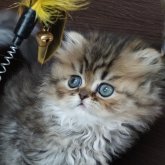 ペルシャ(チンチラ)