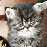 ペルシャ
