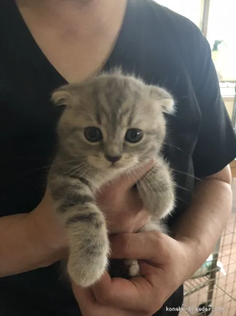 フクちゃんママ 様のお迎えした子猫