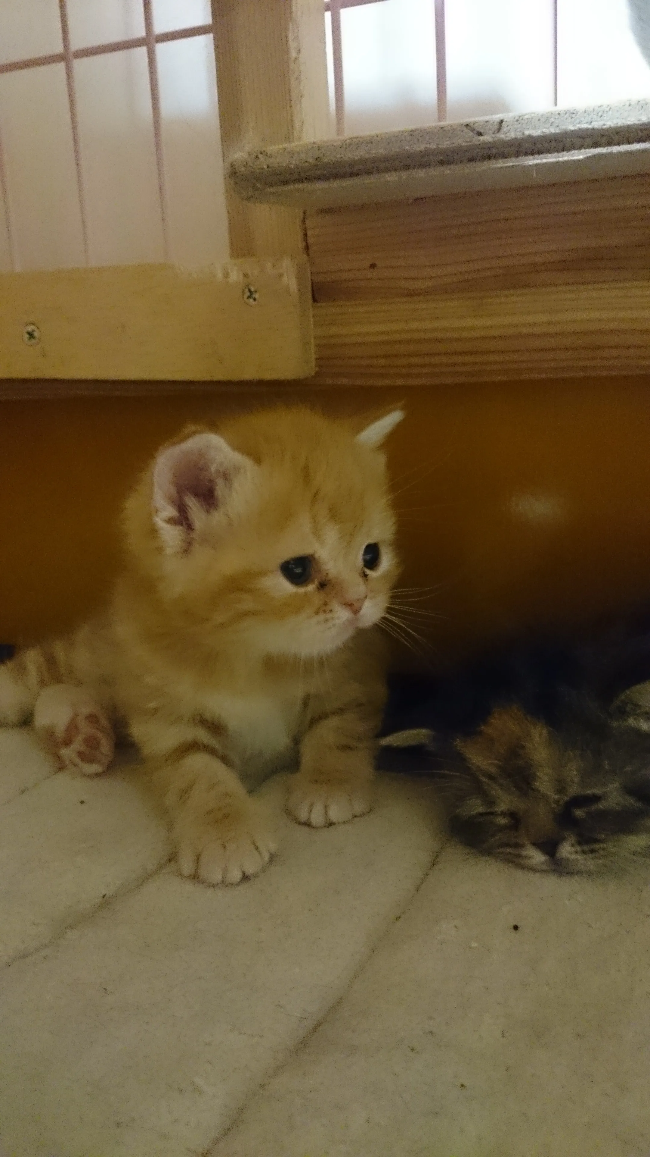 ID:1605-00709の子猫