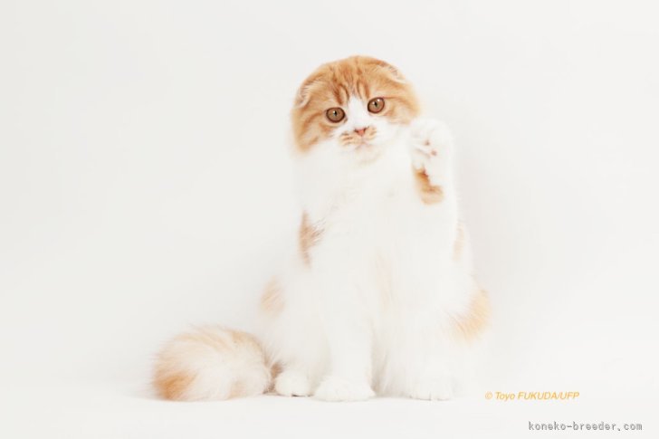 TICA  2024 SCOTTISHFOLD LONGHAIR アジア年間１位💎コタ君｜山口　修広(やまぐち　のぶひろ)ブリーダー(埼玉県・スコティッシュストレートなど・CFA/TICA/BCF登録)の紹介写真6