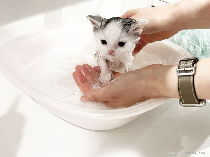 子猫達は生まれてから巣立つまで入浴・トリミングのトレーニングをします｜山口　修広(やまぐち　のぶひろ)ブリーダー(埼玉県・スコティッシュストレートなど・CFA/TICA/BCF登録)の紹介写真7