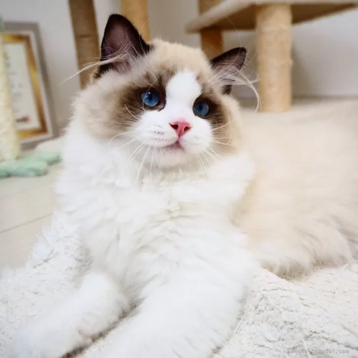 ID:2405-03147の子猫