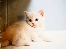 ブリティッシュショートヘア【埼玉県・男の子・2019年7月3日・クリーム】の写真4