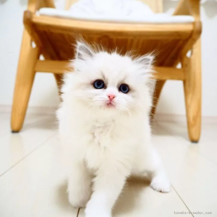 ID:2501-00277の子猫