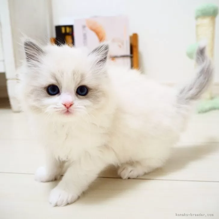 ID:2501-00270の子猫