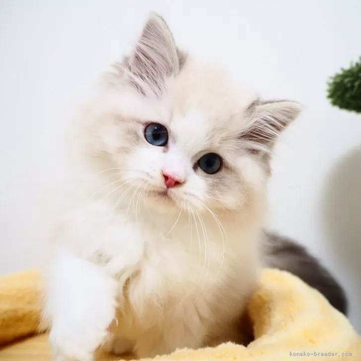 ID:2503-02003の子猫