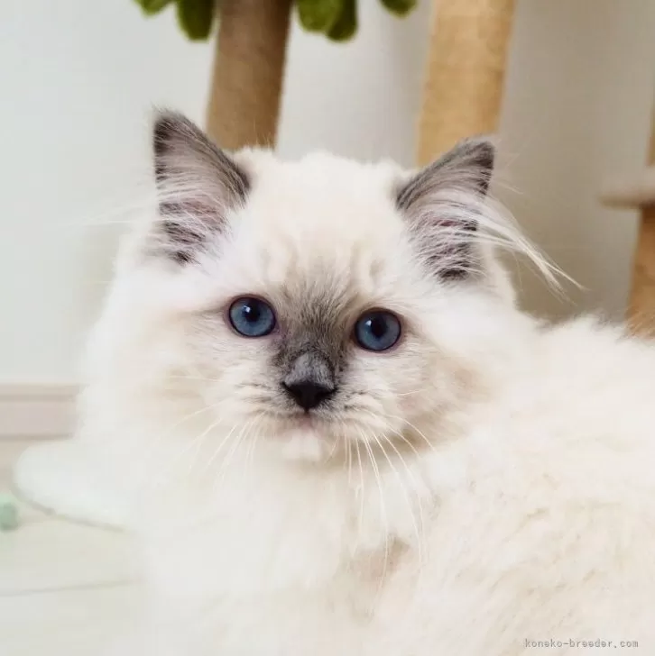 ID:2502-02209の子猫