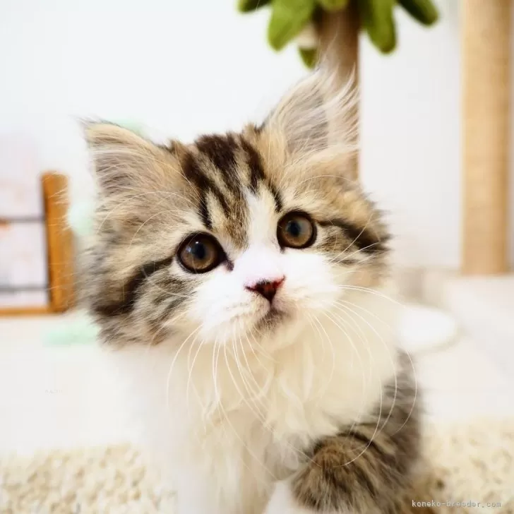 ID:2411-01763の子猫