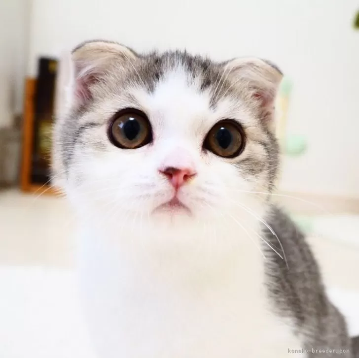 もも 様のお迎えした子猫