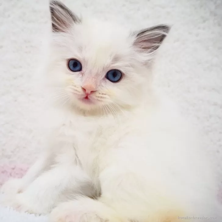 ID:2504-01065の子猫
