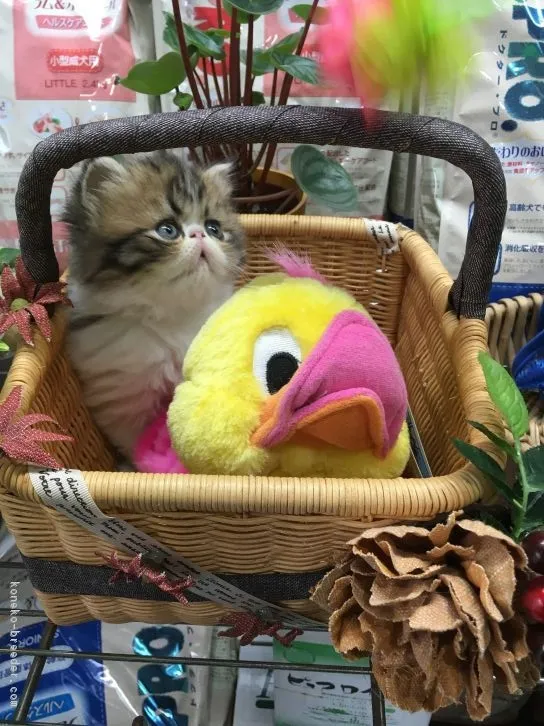 ID:1610-00498の子猫