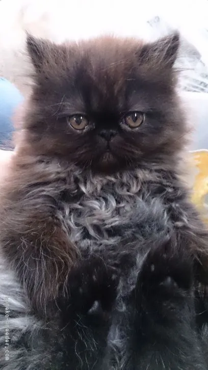 ID:1603-00439の子猫