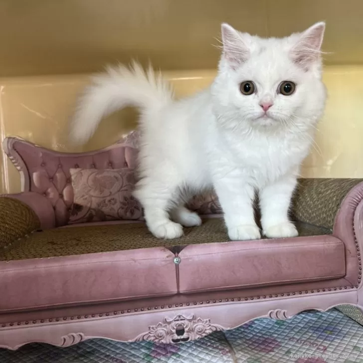 ID:2405-03875の子猫