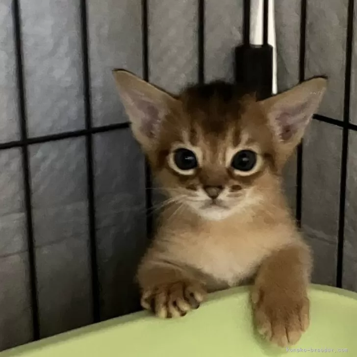 ID:2409-02604の子猫