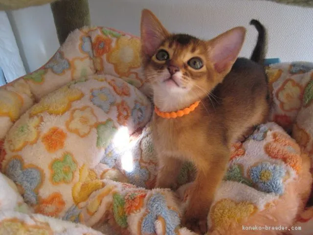 ID：1903-00452の子猫