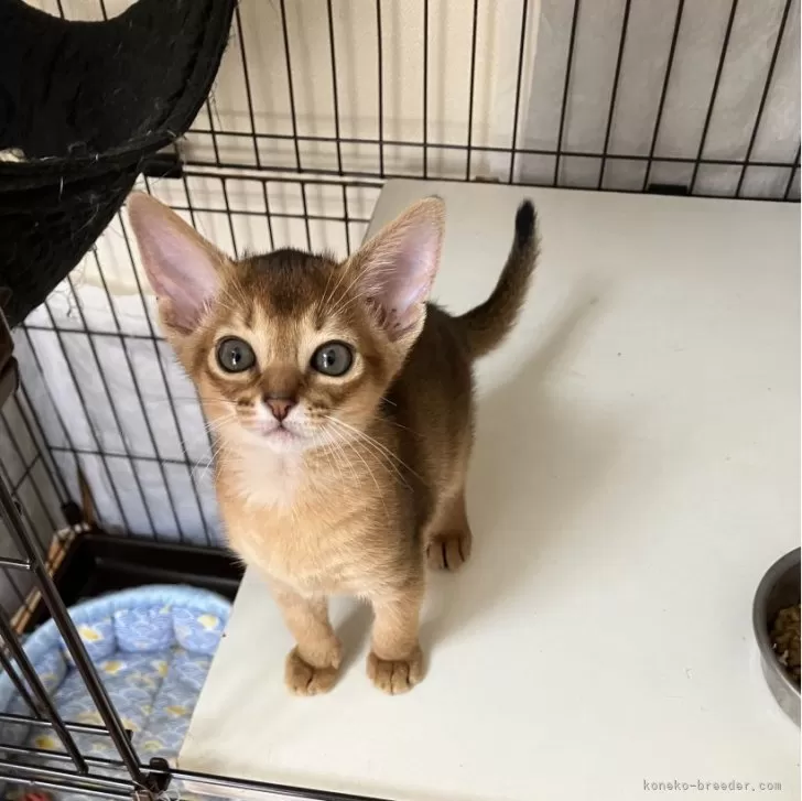ID:2406-03609の子猫