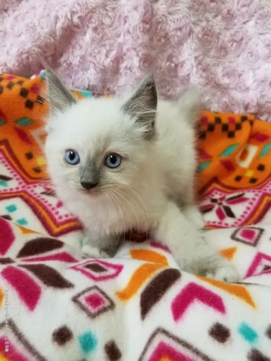 ID:1707-00276の子猫