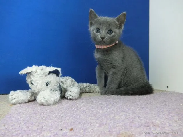 ID:2106-01201の子猫