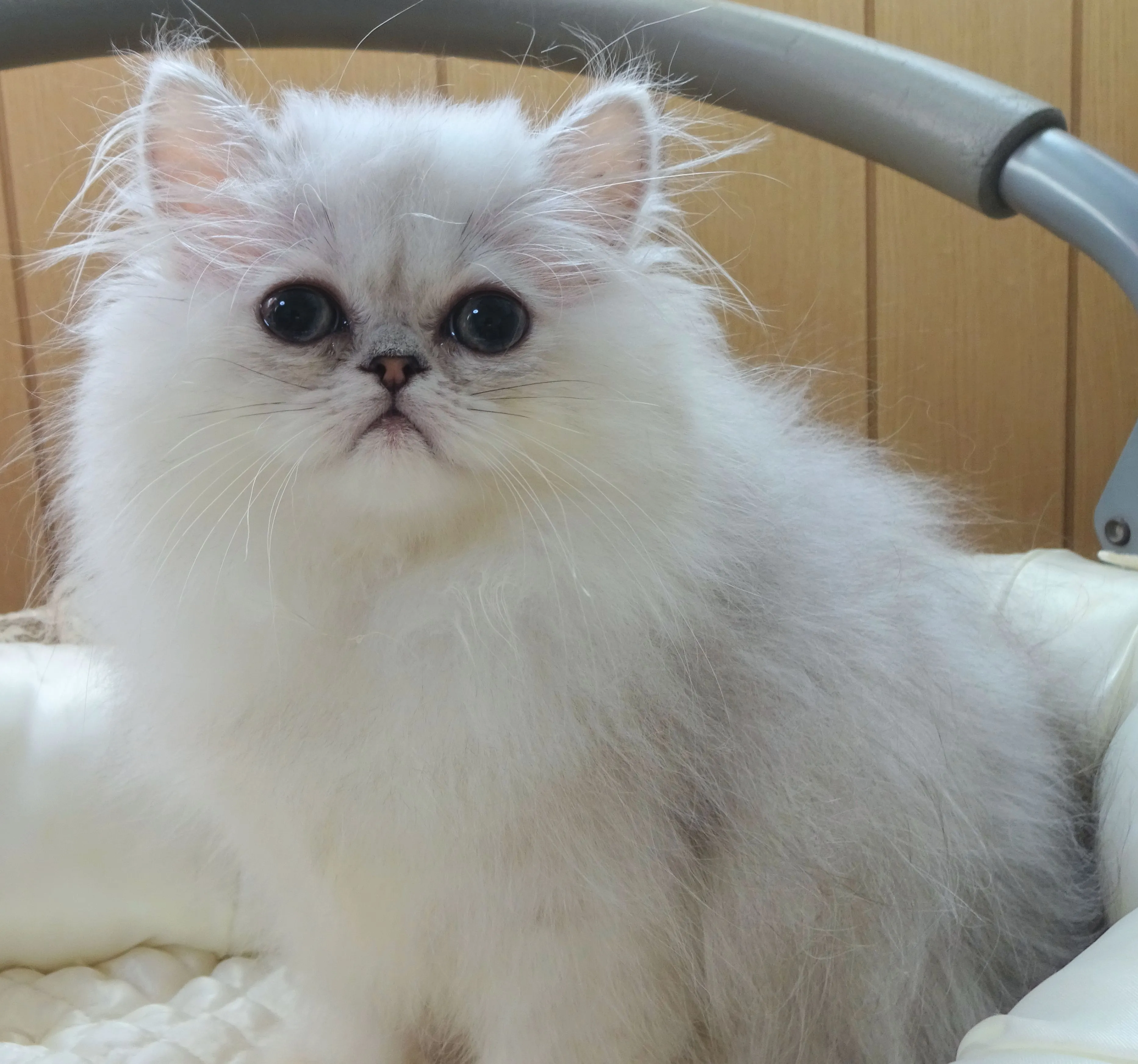 ID:1608-00150の子猫