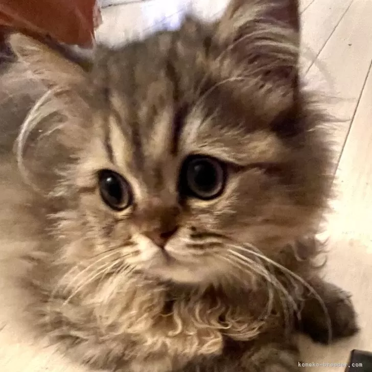 ID:2407-03222の子猫