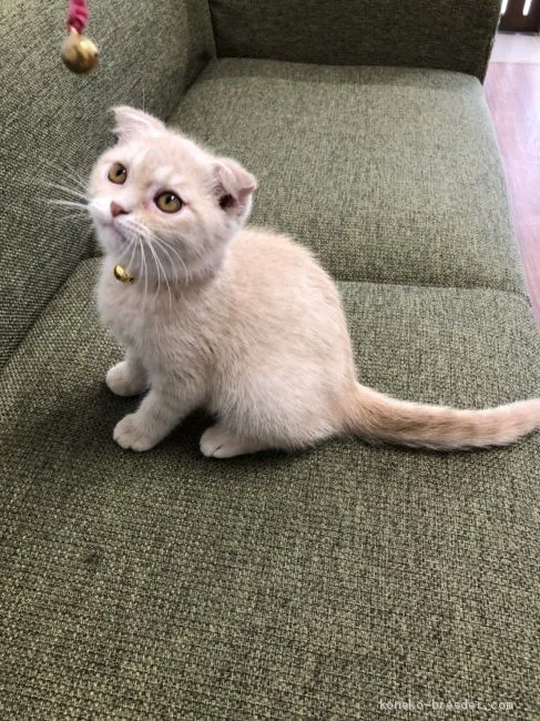 ID:2007-01977の子猫