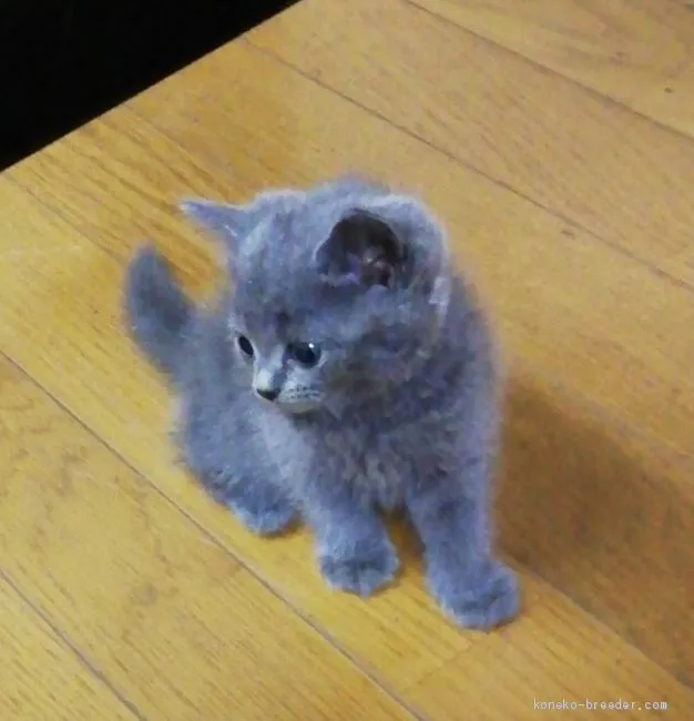 ID:2009-01788の子猫