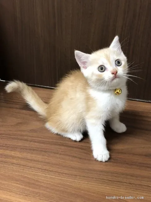 ID:2008-00298の子猫