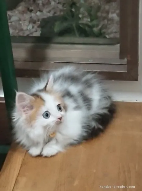 ID:2008-00299の子猫