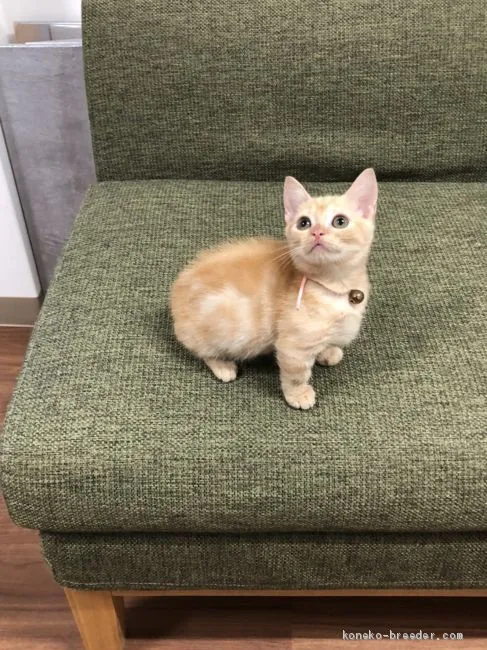 ID:2009-00132の子猫
