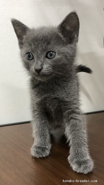 ロシアンブルー 群馬県 女の子 年9月1日 ブルー ブルーの毛が綺麗な可愛い 女の子です みんなの子猫ブリーダー 子猫id 10