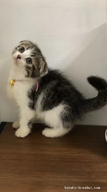 ID:2007-00542の子猫