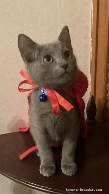 ID:2010-01508の子猫
