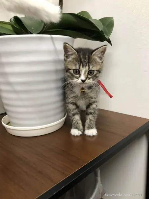 ID:2004-01860の子猫