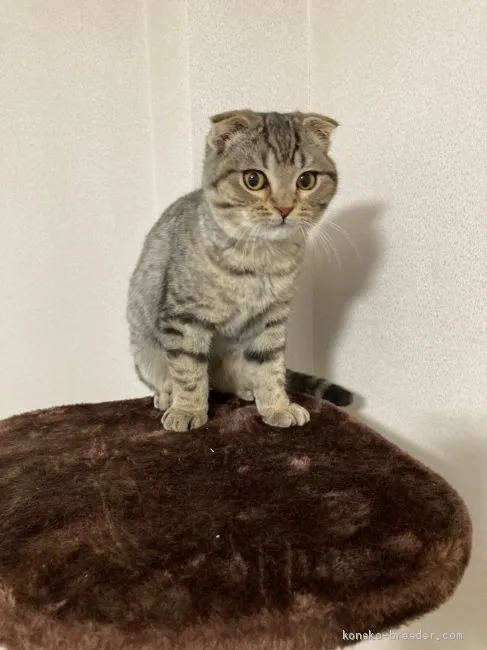 ID:2011-01999の子猫