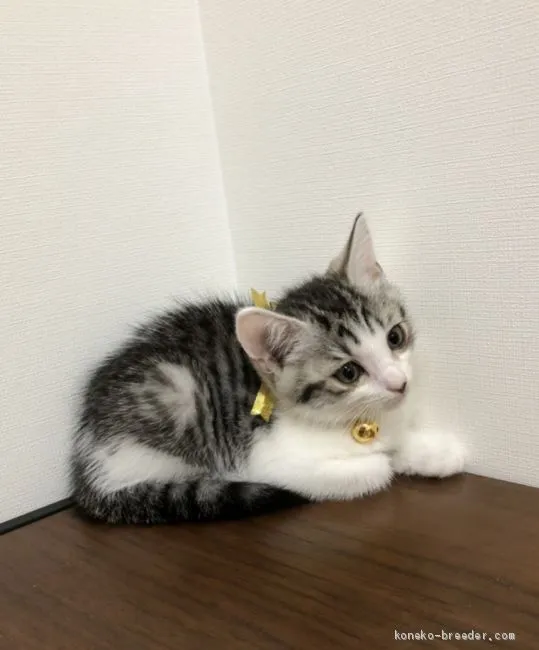 ID:2006-01224の子猫