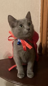 ロシアンブルー【群馬県・女の子・2020年9月1日・ブルー】の写真「ブルーの毛が綺麗な可愛い女の子です❗甘えん坊です。」