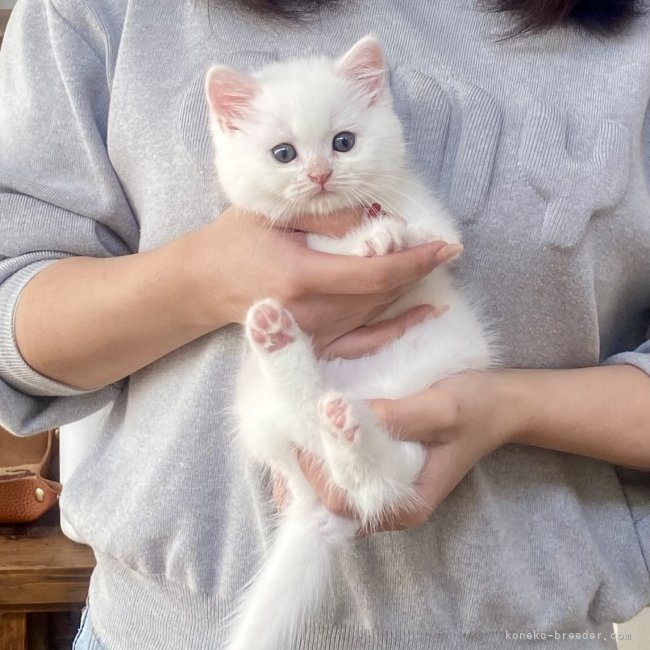 木村あゆみブリーダーのブログ：ましゅちゃん💕