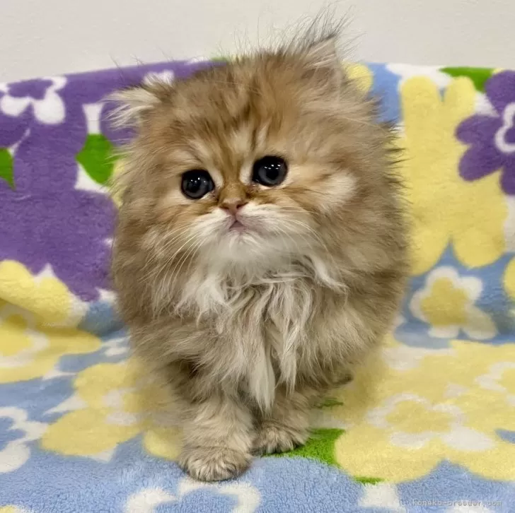 ID:2402-02117の子猫