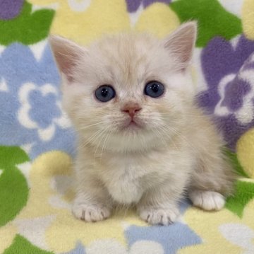 マンチカン(短足)【神奈川県・男の子・2023年10月11日・クリームタビー（短毛）】の写真「短足・短毛・クリームタビー・男の子」