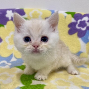 マンチカン(長足)【神奈川県・男の子・2024年10月27日・クリームタビー（短毛）】の写真「足長・短毛・クリームタビー・男の子」