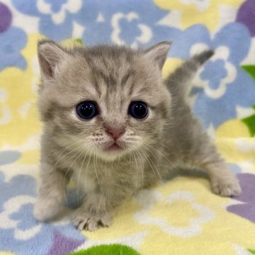 マンチカン(短足)【神奈川県・女の子・2024年6月1日・ブルークリーム（短毛）】の写真「短足・短毛・ブルークリーム・女の子」