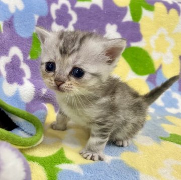 マンチカン(長足)【神奈川県・女の子・2024年3月5日・シルバーパッチドタビー（短毛）】の写真「足長・短毛・シルバータビー・女の子」