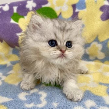 ペルシャ(チンチラ)【神奈川県・男の子・2024年1月26日・ブルーチンチラゴールデン（長毛）】の写真「ブルーチンチラゴールデン・男の子」