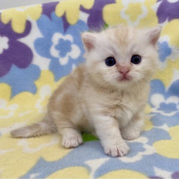 マンチカン(短足)【神奈川県・男の子・2024年8月15日・クリームタビー（短毛）】の写真「短足・短毛・クリームタビー・男の子」