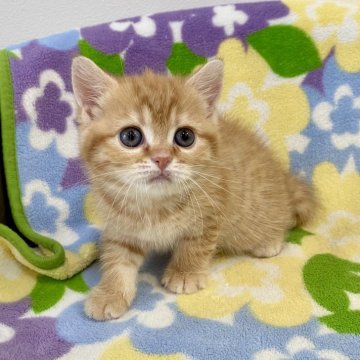 マンチカン(長足)【神奈川県・女の子・2024年3月14日・レッドタビー（短毛）】の写真「足長・短毛・レッドタビー・女の子」