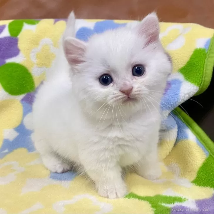 ID:2502-00476の子猫