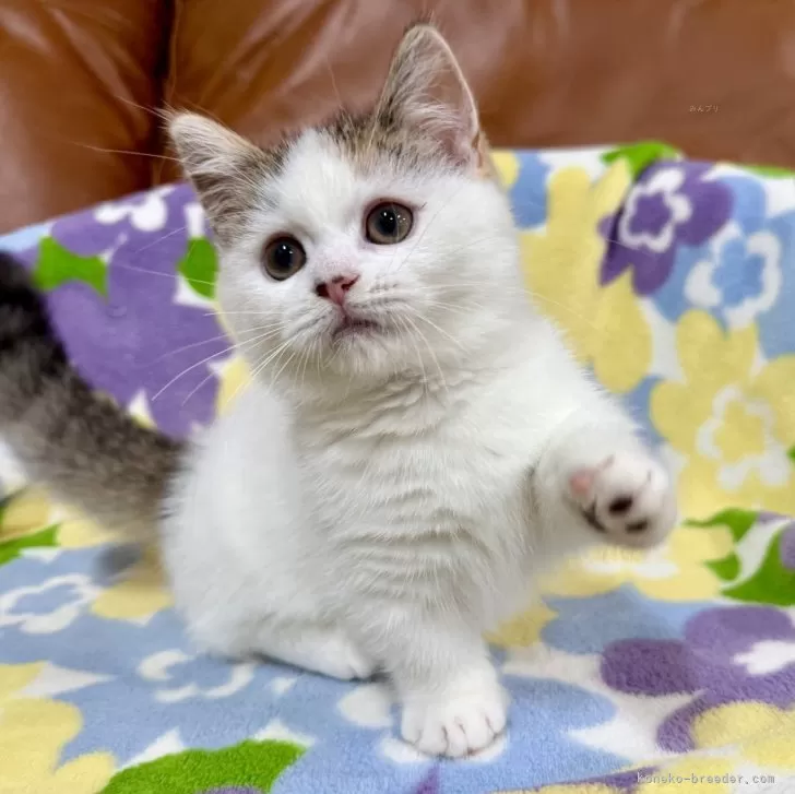 ID:2504-01590の子猫